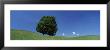 View Of A Lone Tree On A Hillside In Summer by Panoramic Images Limited Edition Pricing Art Print