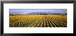 Daffodil Fields, Mount Vernon, Washington State, Usa by Panoramic Images Limited Edition Print