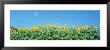 Sunflowers by Panoramic Images Limited Edition Print