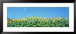 Sunflowers by Panoramic Images Limited Edition Pricing Art Print