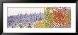 Winter, Aspens, Usa by Panoramic Images Limited Edition Print