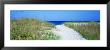 Path To Beach, Venice, Florida, Usa by Panoramic Images Limited Edition Print