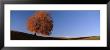 View Of A Lone Tree On A Hill In Fall by Panoramic Images Limited Edition Pricing Art Print