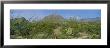 Ocotillo Plants In A Park, Big Bend National Park, Texas, Usa by Panoramic Images Limited Edition Print
