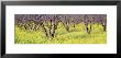 Cherry Trees, San Joachin Valley, California, Usa by Panoramic Images Limited Edition Pricing Art Print