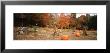 Pumpkins On A Field, Connecticut, Usa by Panoramic Images Limited Edition Print