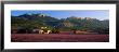 Lavender Fields And Farms, High Provence, La Drome, France by Panoramic Images Limited Edition Pricing Art Print