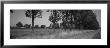 Road Lined With Trees, Brittany, France by Panoramic Images Limited Edition Print