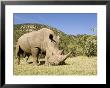 White Rhino, Breeding Animal For Introduction Eleswhere In Kenya, Kenya by Mike Powles Limited Edition Print
