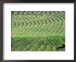 Hay Patterns Near Bozeman, Montana, Usa by Chuck Haney Limited Edition Print