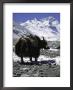 Yaks At Everest Base Camp, Tibet by Michael Brown Limited Edition Print