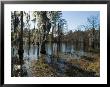 Sam Houston Jones State Park, Lake Charles, Louisiana, Usa by Ethel Davies Limited Edition Print