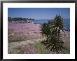 The Magic Carpet Of Mesembryanthemum Flowers, Pacific Grove, Monterey, Usa by Geoff Renner Limited Edition Print