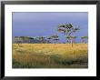 Umbrella Acacia Trees, Masai Mara, Kenya, East Africa, Africa by Robert Harding Limited Edition Print