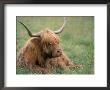 Highland Cattle, West Scotland, Scotland, United Kingdom by Brigitte Bott Limited Edition Print