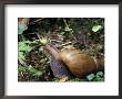 Giant African Land Snail, Gombe National Park, Tanzania by Kristin Mosher Limited Edition Pricing Art Print
