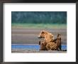 Brown Bear Sow With Cubs, Alaska Peninsula, Katmai National Park, Alaska, Usa by Dee Ann Pederson Limited Edition Print