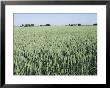 Wheat, North East Friesland, Holland by Occidor Ltd Limited Edition Print