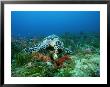 An Endangered Hawksbill Turtle Feeds On A Sponge by Brian J. Skerry Limited Edition Print