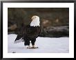 An American Bald Eagle Stands On Snowy Ground by Michael S. Quinton Limited Edition Print