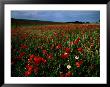 Field Of Poppies by Sisse Brimberg Limited Edition Pricing Art Print