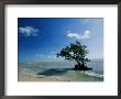 A Mangrove Tree Has Establishd Roots In The Shallow Waters Of The Long Key State Recreation Area by Raymond Gehman Limited Edition Print