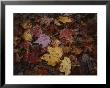 Autumn Colors Overlap In A Pile Of Fallen Leaves by Sam Kittner Limited Edition Pricing Art Print