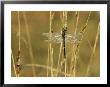Dragonfly Perched On A Blade Of Tan Grass by Klaus Nigge Limited Edition Print