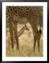 A Baby Masai Giraffe Framed By An Adults Legs (Giraffa Camelopardalis) by Roy Toft Limited Edition Print