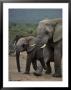 Adult And Juvenile Elephant Walk Side By Side by Kenneth Garrett Limited Edition Print