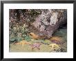 Giant Green Anemones And Ochre Sea Stars, Cape Kiwanda State Park, Oregon, Usa by Stuart Westmoreland Limited Edition Print