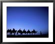 Camel Caravan With Venus In The Sky At Dawn, Silk Road, China by Keren Su Limited Edition Print