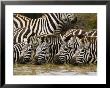 Plains Zebra, Serengeti National Park, Shinyanga, Tanzania by Ariadne Van Zandbergen Limited Edition Print