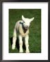 Lamb, March, Wiltshire by David Tipling Limited Edition Print