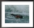 A Hippopotamus (Hippopotamus Amphibius) In The Surf by Michael Nichols Limited Edition Pricing Art Print
