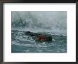 A Hippopotamus (Hippopotamus Amphibius) In The Surf by Michael Nichols Limited Edition Print