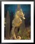 Male Sea Horse With Pouch Visible, Studio Shot, Australia by George Grall Limited Edition Pricing Art Print