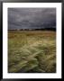 Grain Field In Northern Germany Under Stormy Skies by Steve Raymer Limited Edition Print