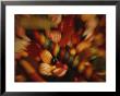 A Time Exposure Makes A Sweet Blur Of Colorful Dime Store Candy by Stephen St. John Limited Edition Pricing Art Print