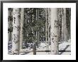 Carved Initials In The White Bark Of Aspen Trees Near Flagstaff by Stacy Gold Limited Edition Pricing Art Print