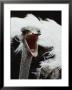 Close View Of An Ostrich by Kenneth Garrett Limited Edition Print