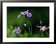 Close-Up Of Blue Flag Irises by Raymond Gehman Limited Edition Print