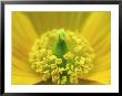 Welsh Poppy, Yorks, Uk by Mark Hamblin Limited Edition Pricing Art Print