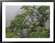 A Gnarled Oak Tree Stands In The Mist by Marc Moritsch Limited Edition Print