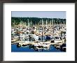 Friday Harbour In Puget Sound, San Juan Island, Washington by John Elk Iii Limited Edition Print
