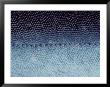 Extreme Close-Up Of The Skin Of An Arctic Char by Sam Abell Limited Edition Pricing Art Print