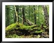 Mosses Growing On Dead Tree, Muritz National Park, Germany by Norbert Rosing Limited Edition Print