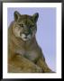 Portrait Of A Mountain Lion by Norbert Rosing Limited Edition Print