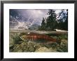 Spawning Sockeye Salmon In A Shallow Channel by Paul Nicklen Limited Edition Print