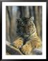 Portrait Of A Young Male Siberian Tiger; Raised In Russia And Now Lives In The Minnesota Zoo by Marc Moritsch Limited Edition Print